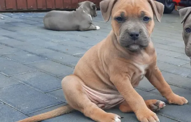 Amstaff śliczne i śilne szczeniaki 2
