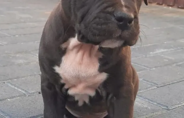 Amstaff śliczne i śilne szczeniaki 3
