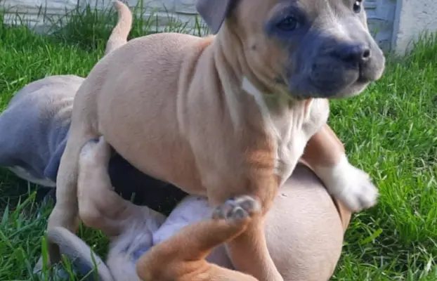 Amstaff śliczne i śilne szczeniaki 5