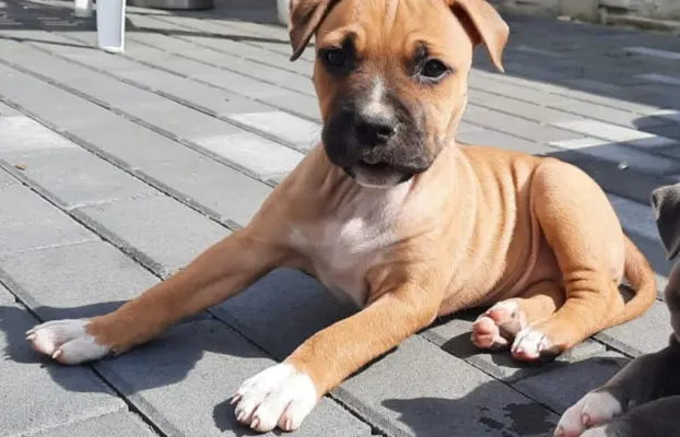 Amstaff śliczne i śilne szczeniaki 4