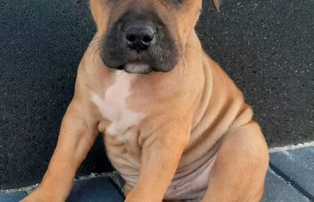 Amstaff śliczne i śilne szczeniaki 6