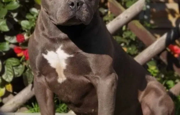 Amstaff śliczne i śilne szczeniaki 7
