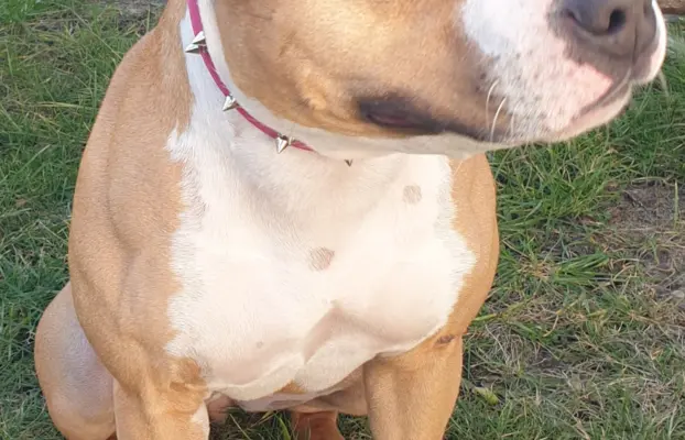 Amstaff śliczne i śilne szczeniaki 8