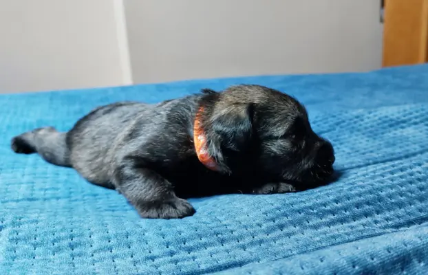 Szczeniaki szanucer miniaturowy pieprz i sól 3