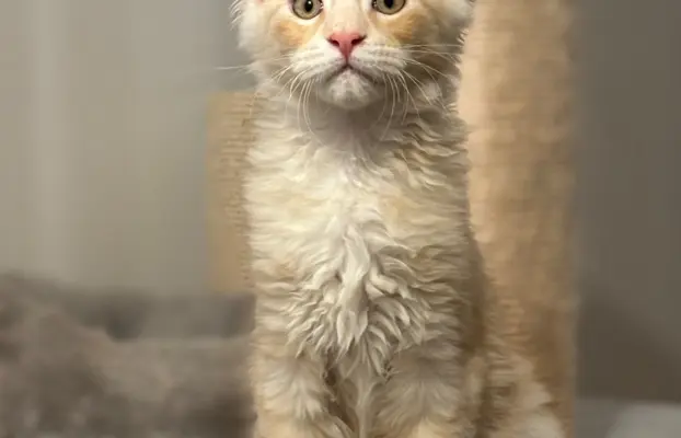 Kocurek Maine Coon z badaniami genetycznymi GOTOWY DO ODBIOR 1