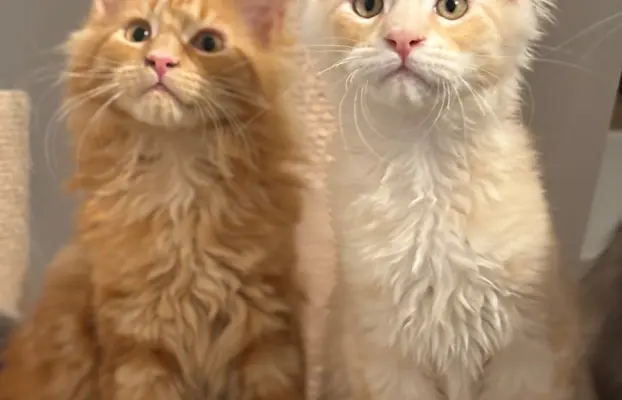 Kocurek Maine Coon z badaniami genetycznymi GOTOWY DO ODBIOR 2