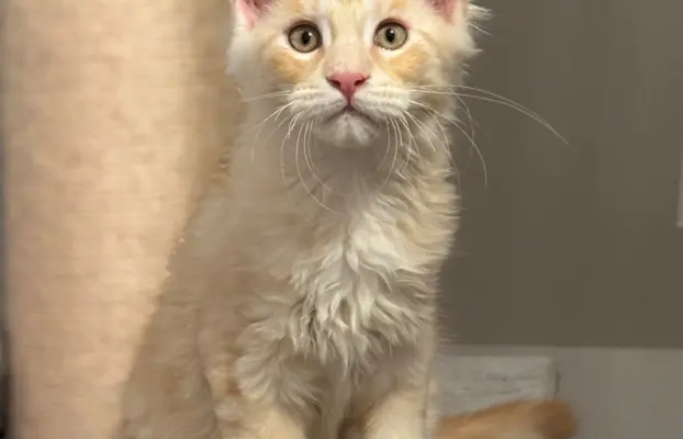 Kocurek Maine Coon z badaniami genetycznymi GOTOWY DO ODBIOR 3