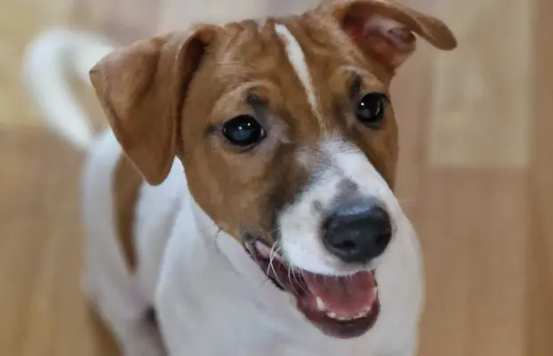 Jack Russell terrier 7