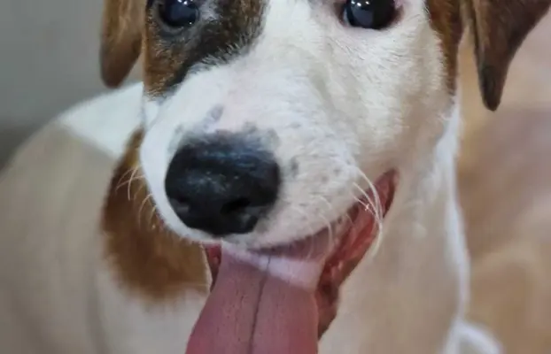 Jack Russell terrier 8