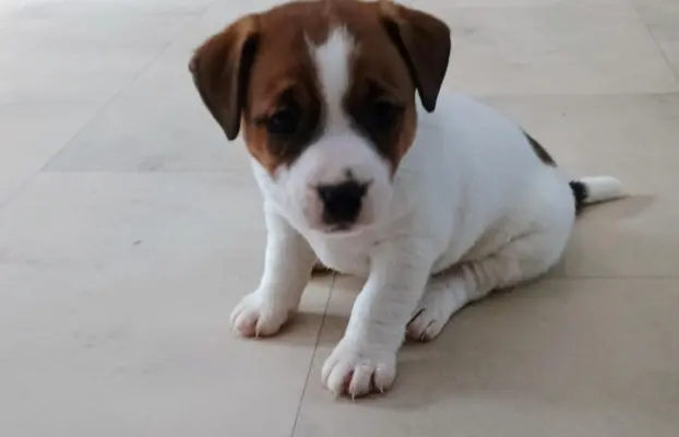 Jack Russell Terrier Suczka gładkowłosa 1