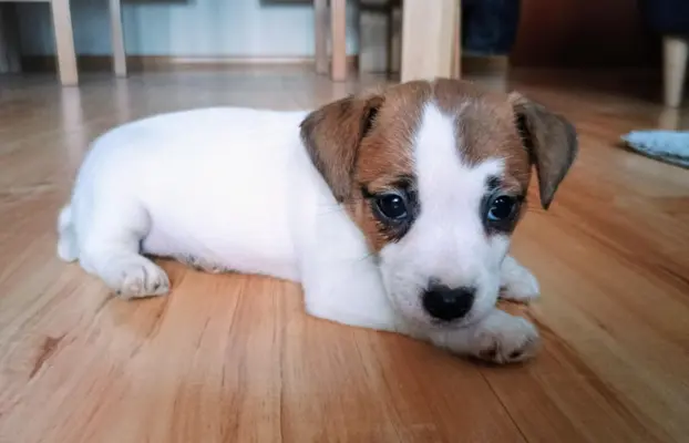 Jack Russell Terrier Suczka gładkowłosa 2
