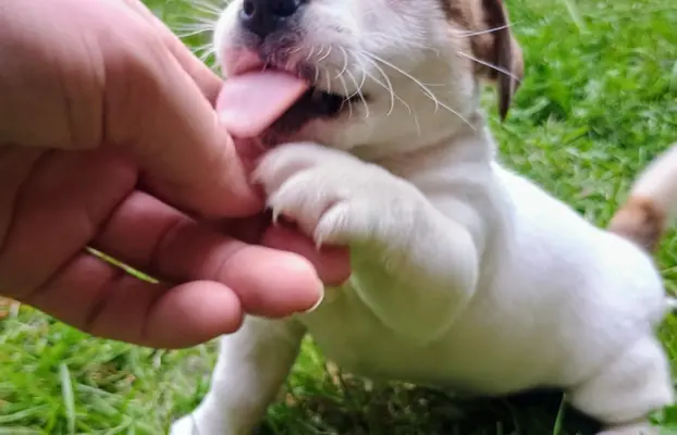 Jack Russell Terrier Suczka gładkowłosa 3