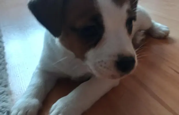 Jack Russell Terrier Suczka gładkowłosa 4