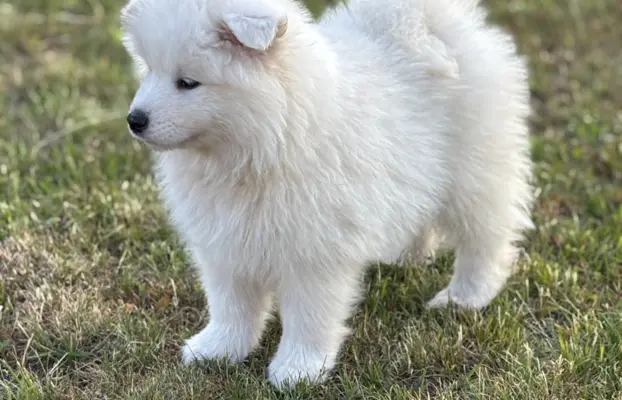 Szczenię Samoyed 1