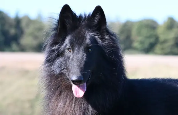 Owczarek Belgijski Groenendael nie niemiecki 1