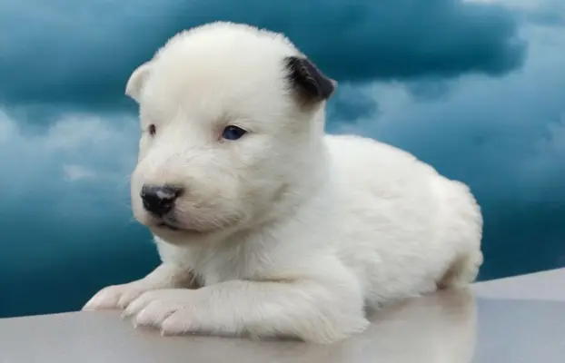 Łajka jakucka nie owczarek nie samojed nie border 2