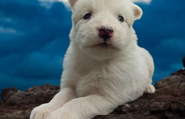 Łajka jakucka nie owczarek nie samojed nie border 3