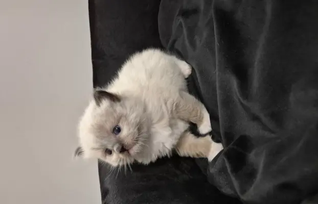 Kocurek ragdoll rodowód FIFE 1