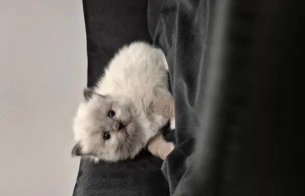 Kocurek ragdoll rodowód FIFE 4