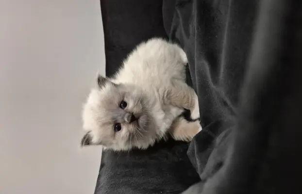 Kocurek ragdoll rodowód FIFE 2