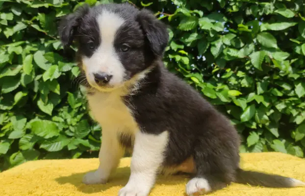 Rasowa suczka border collie z Hodowli, komplet dok. 2