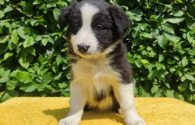 Rasowa suczka border collie z Hodowli, komplet dok. 3