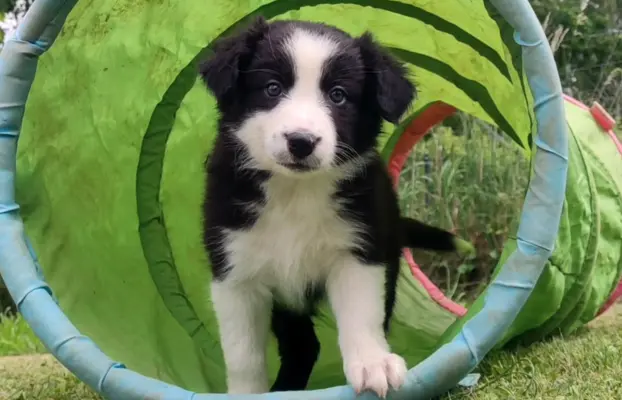 Rasowa suczka border collie z Hodowli, komplet dok. 1