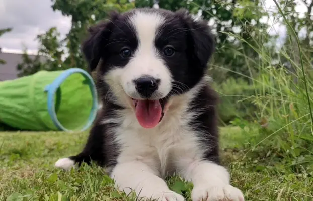 Rasowa suczka border collie z Hodowli, komplet dok. 6