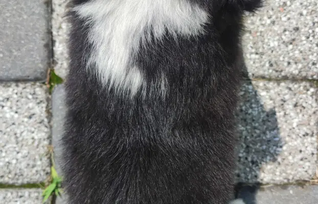 Rasowa suczka border collie z Hodowli, komplet dok. 5