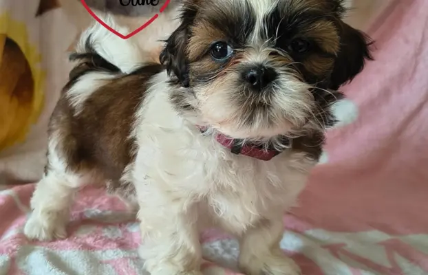 ŚLICZNE DZIEWCZYNY SHIH-TZU, 2