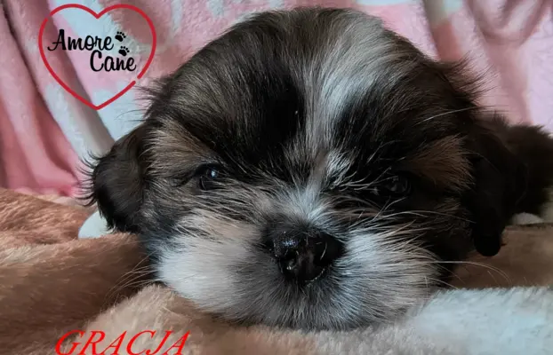 ŚLICZNE DZIEWCZYNY SHIH-TZU, 1