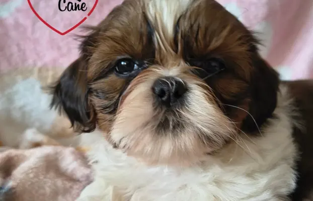 ŚLICZNE DZIEWCZYNY SHIH-TZU, 3