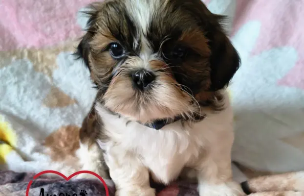 ŚLICZNE DZIEWCZYNY SHIH-TZU, 5