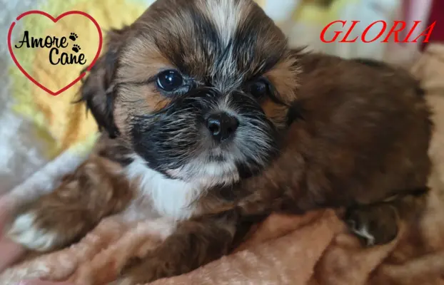 ŚLICZNE DZIEWCZYNY SHIH-TZU, 6