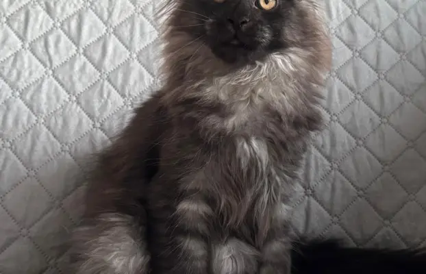 Kocięta Maine Coon z miotu D 1