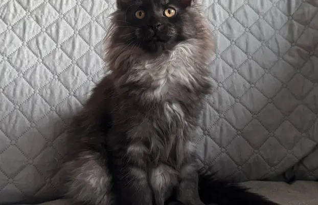 Kocięta Maine Coon z miotu D 2