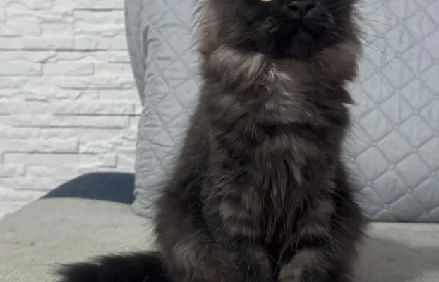 Kocięta Maine Coon z miotu D 3