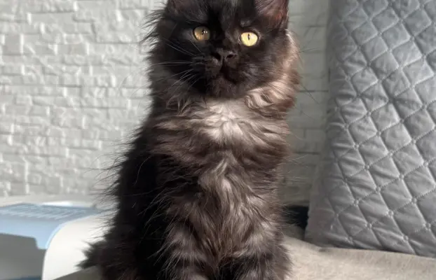 Kocięta Maine Coon z miotu D 5