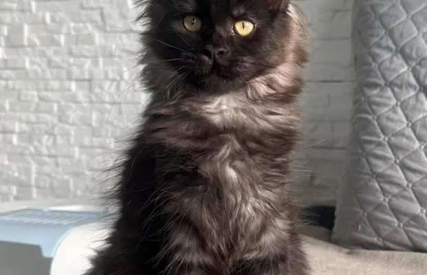Kocięta Maine Coon z miotu D 6