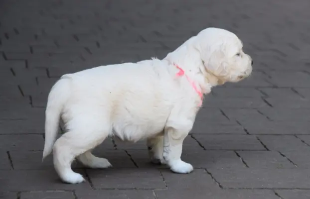 Golden Retriever szczenięta ZKWP FCI 6