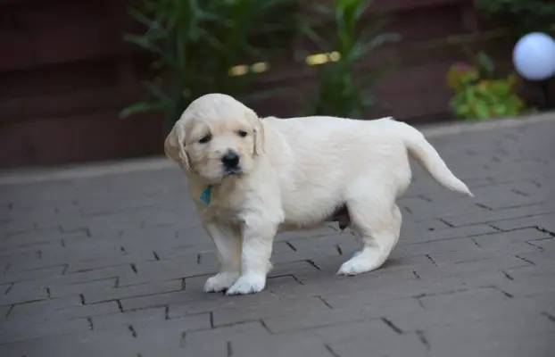 Golden Retriever szczenięta ZKWP FCI 4