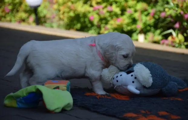 Golden Retriever szczenięta ZKWP FCI 5