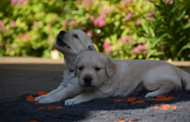 Golden Retriever szczenięta ZKWP FCI 3