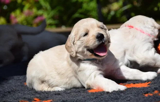 Golden Retriever szczenięta ZKWP FCI 2