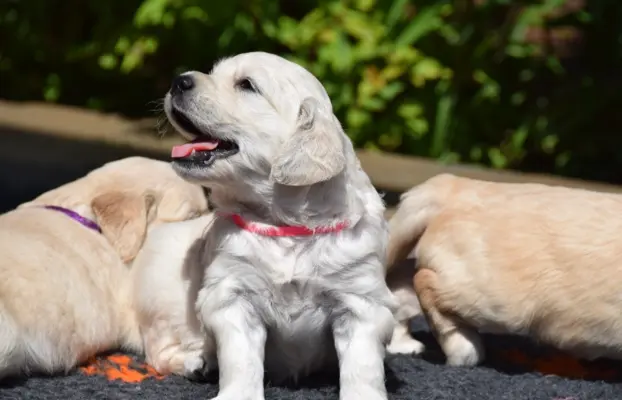 Golden Retriever szczenięta ZKWP FCI 1