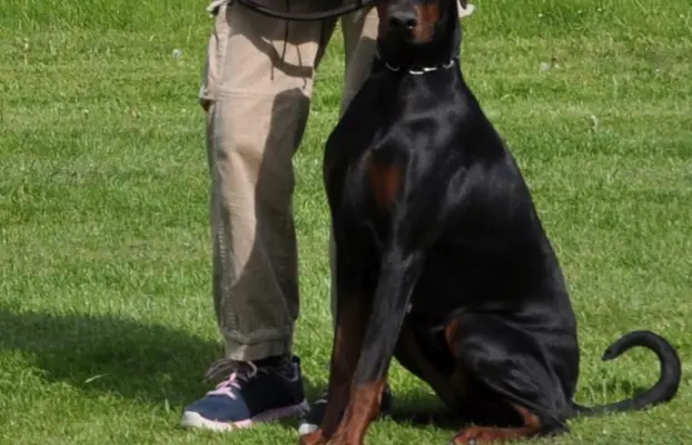 Dobermany po Championie z b. dobrym rodowodem ZKwP (FCI) 1