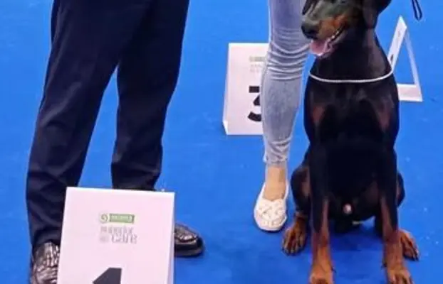 Dobermany po Championie z b. dobrym rodowodem ZKwP (FCI) 2