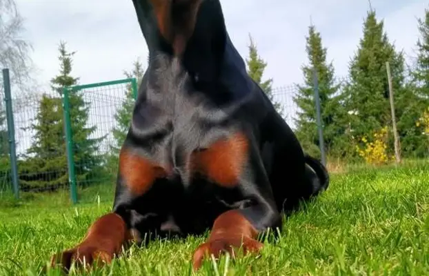 Dobermany po Championie z b. dobrym rodowodem ZKwP (FCI) 3
