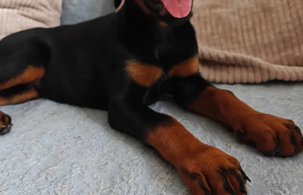 Dobermany po Championie z b. dobrym rodowodem ZKwP (FCI) 5