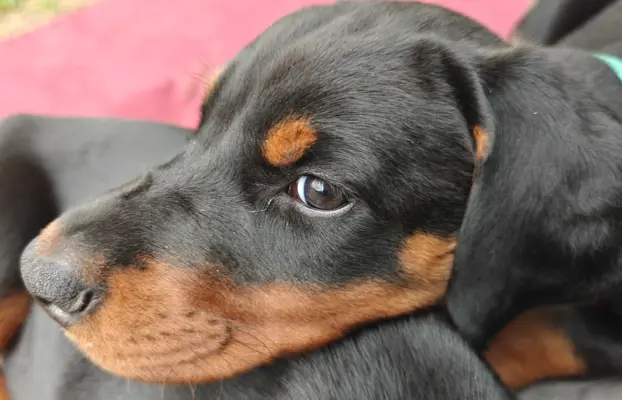 Dobermany po Championie z b. dobrym rodowodem ZKwP (FCI) 7